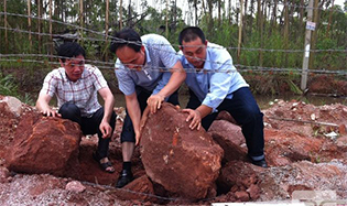 我市新發(fā)現(xiàn)6500萬(wàn)年前古生物化石，呈罕見(jiàn)扁形