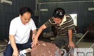 河源市郊發(fā)現(xiàn)罕見(jiàn)古生物骨骼化石 