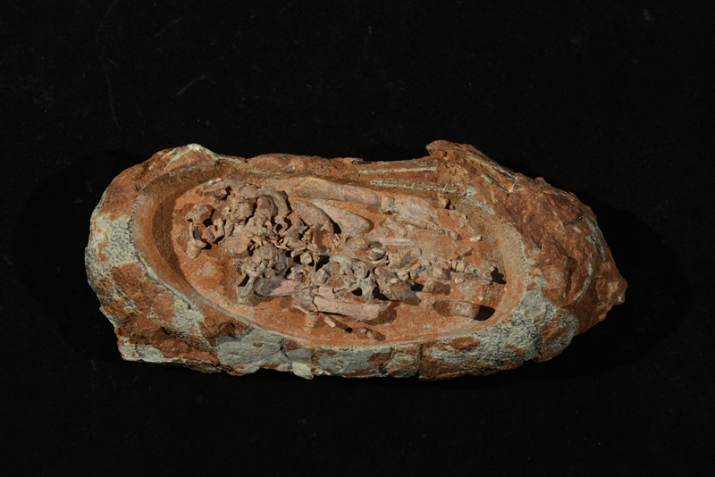 8 含胚胎長形蛋化石_副本.jpg