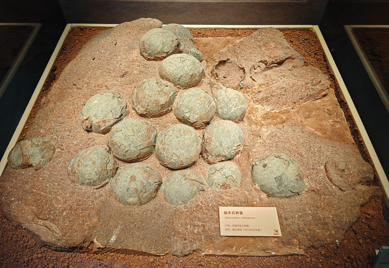 始豐石筍蛋化石