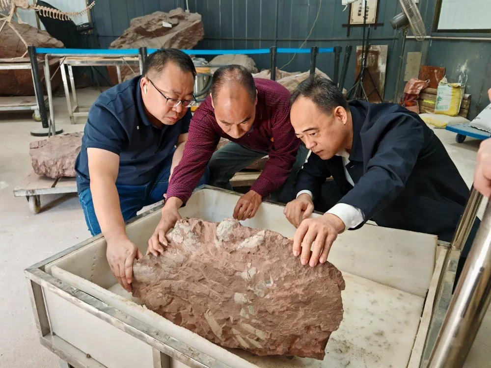 河源“恐龍產(chǎn)房”再添新?。簾羲璧氐诙C恐龍蛋化石現(xiàn)身